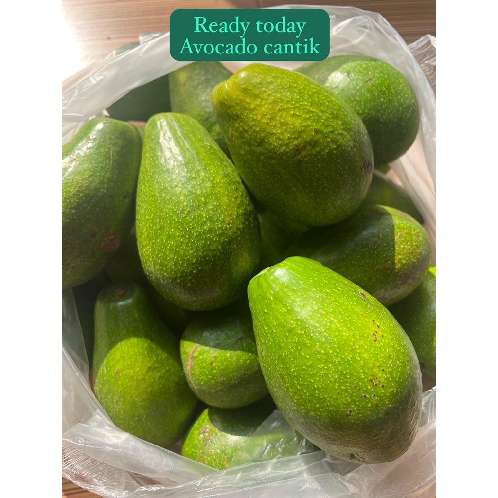 Alpukat Mentega - Alpukat - Alpukat Unggul - Alpukat Super