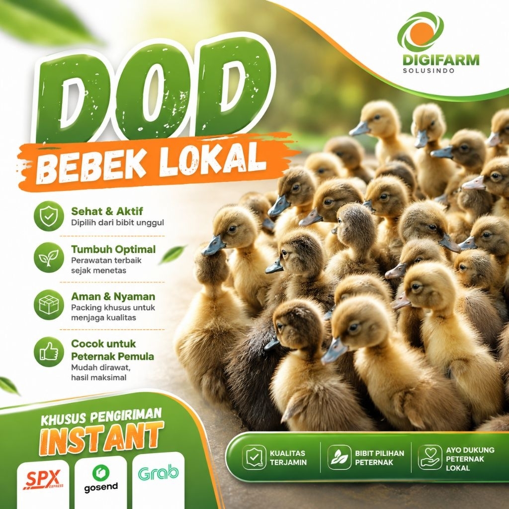 DOD Bebek Lokal Bebek Jawa