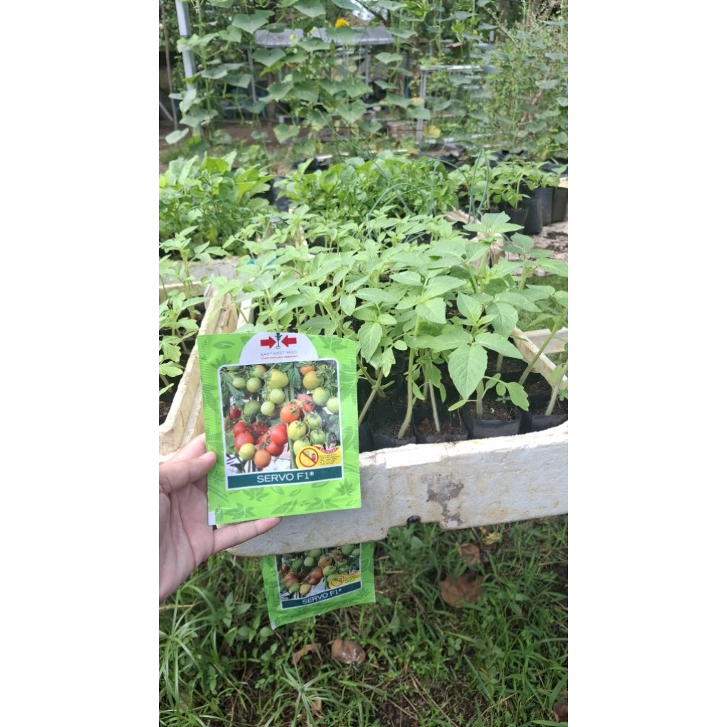 Bibit Tomat Sayur Servo