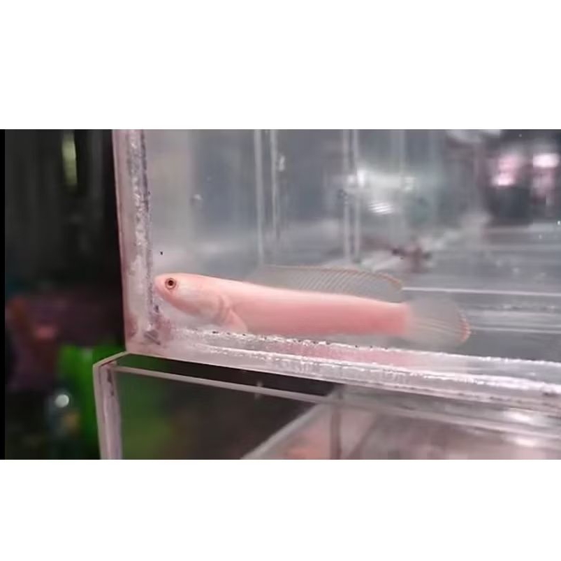 LIMBATA GOLDEN UKURAN 7-8 CM