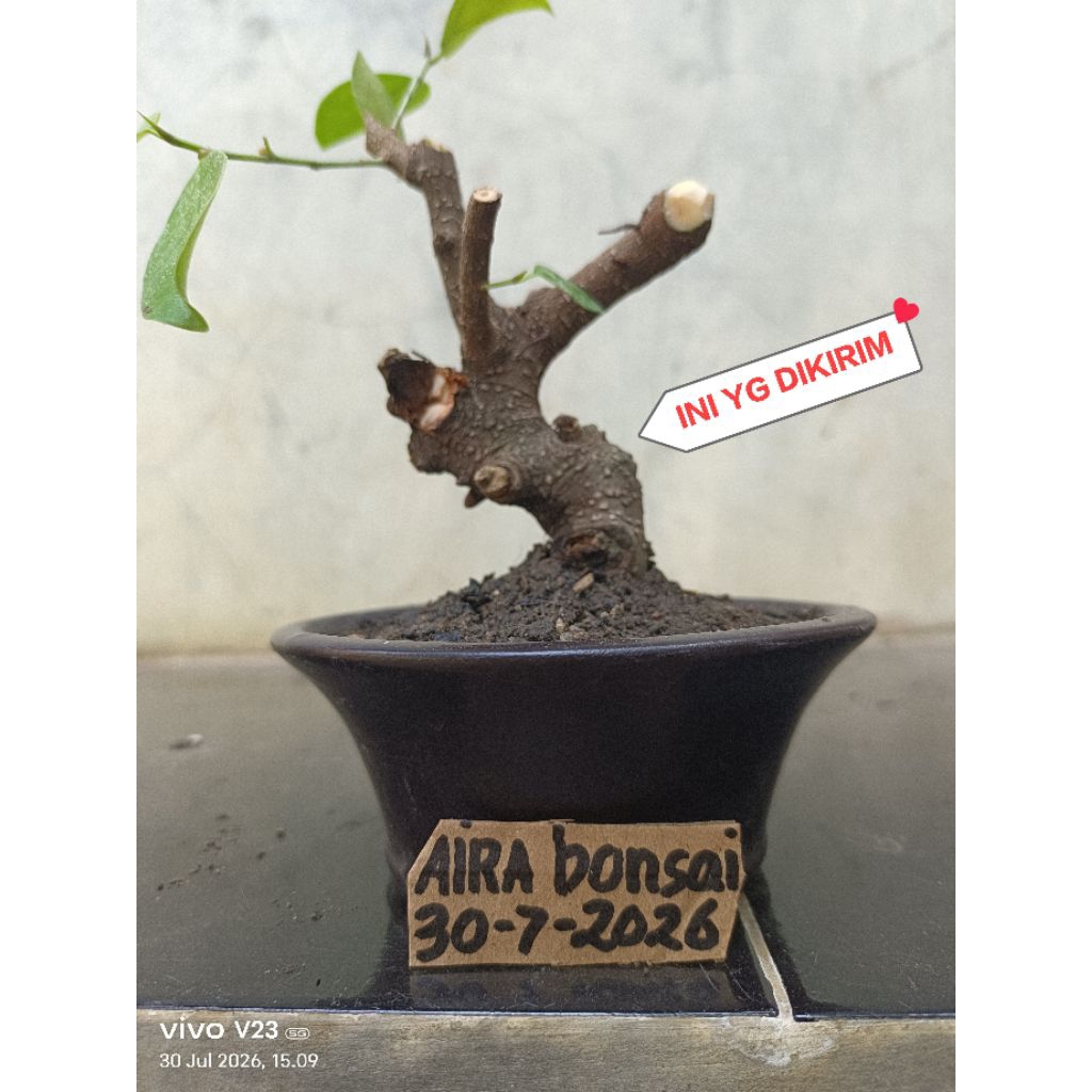 bahan bonsai iprik meliuk
