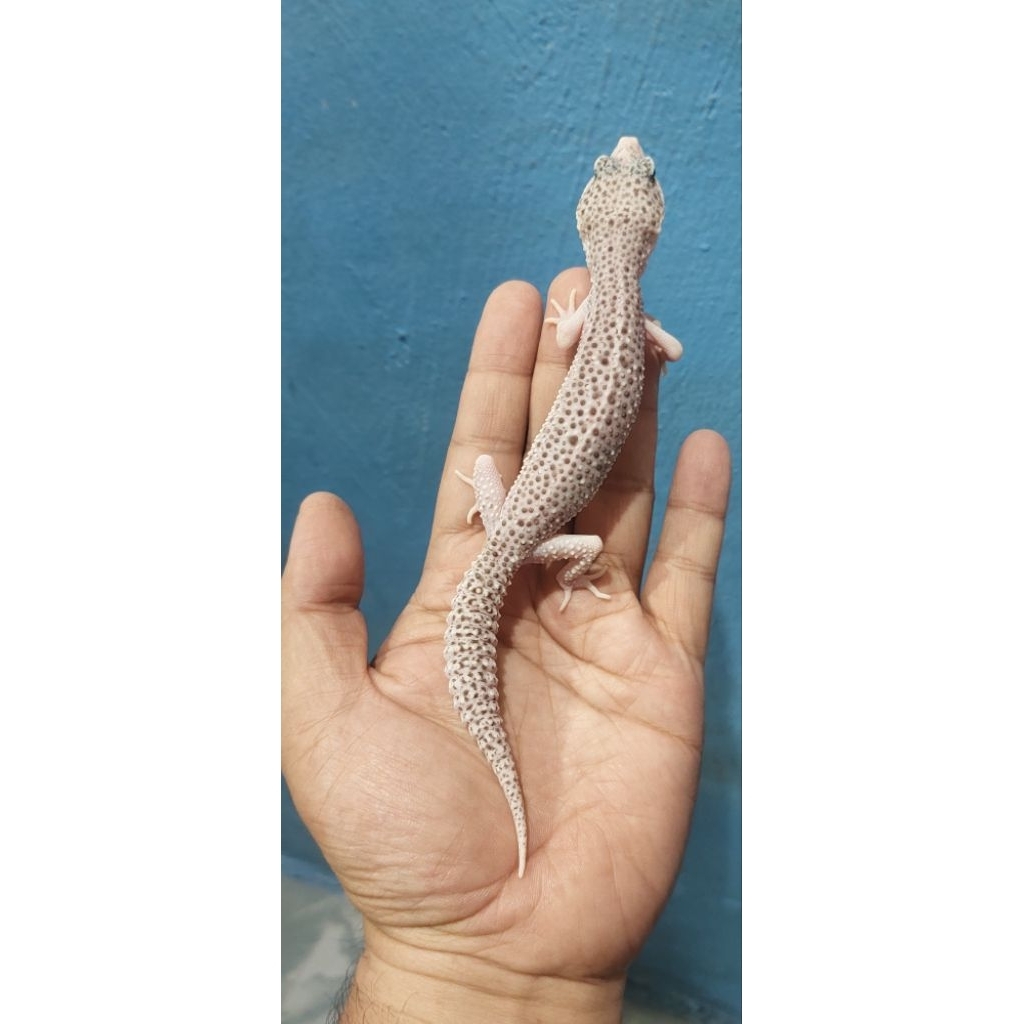 Mainan Leopard Gecko Pied