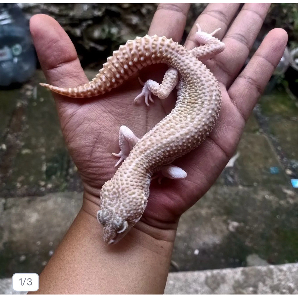 Leopard gecko morph supersnow Male