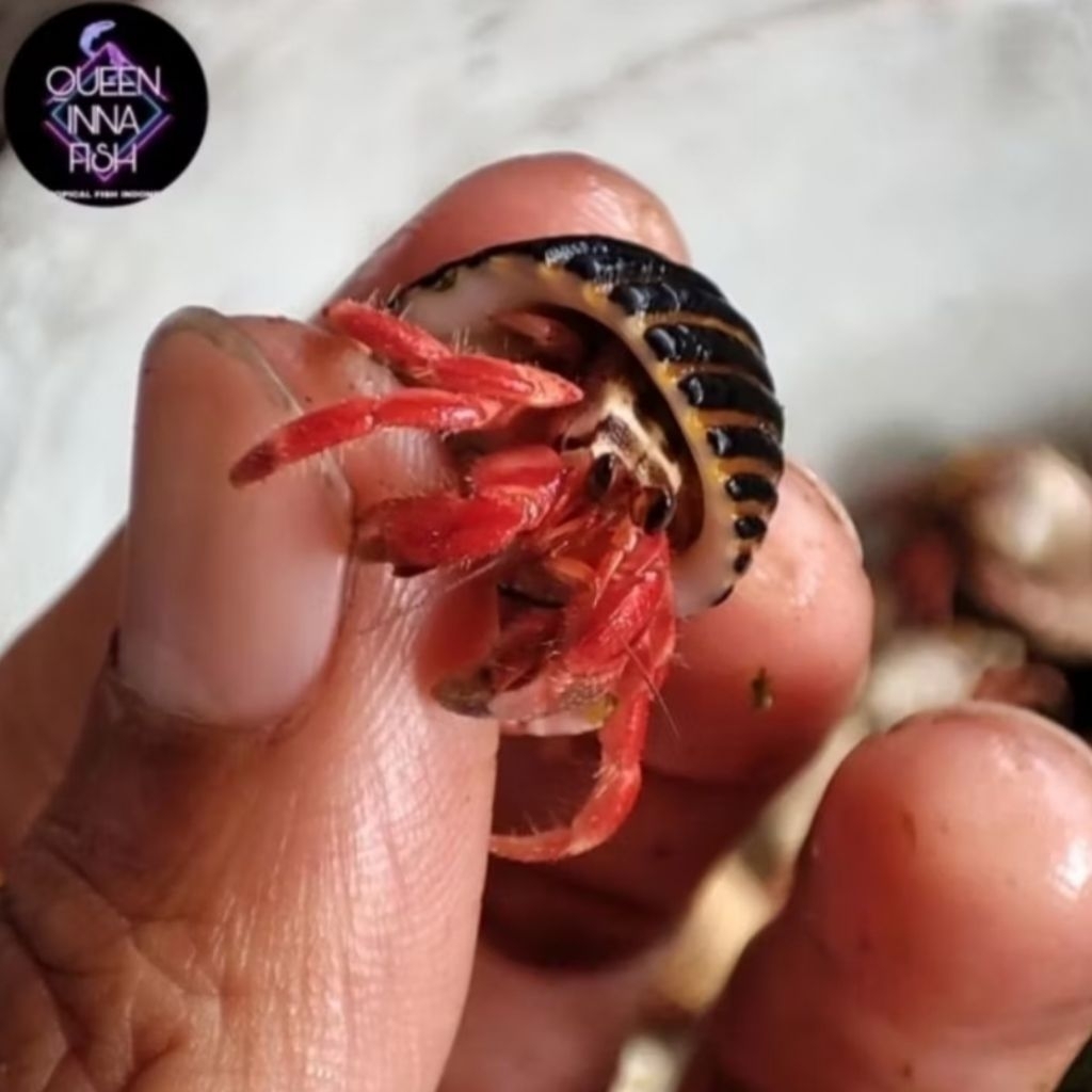 kelomang merah / umang umang / klomang / komang komang / keong darat