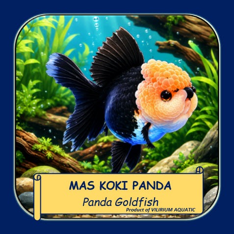 IKAN MAS KOKI PANDA (PANDA GOLDFISH) ORANDA PANDA | IKAN HIAS AQUARIUM PREMIUM