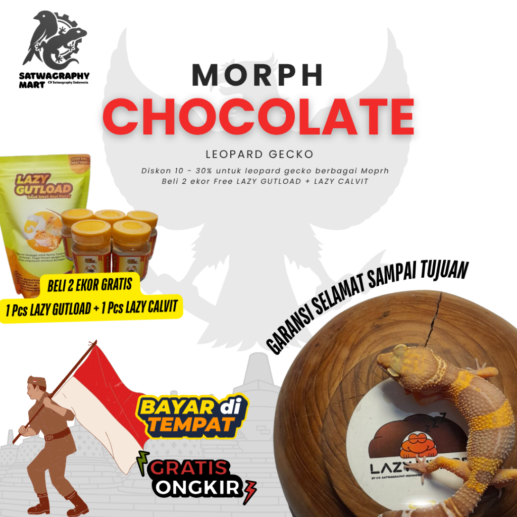 Mainan Anak GECKO Chocolate atau Black Night BN Albino, Choco