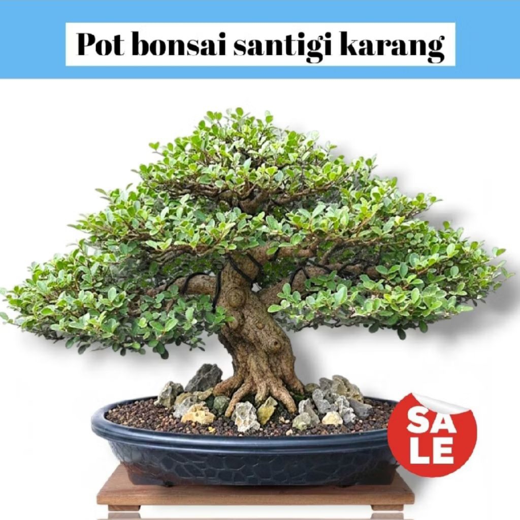 ​Pot Bonsai Santigi Karang Style - Pot Keramik / Cetak Oval Tekstur Batu Karang