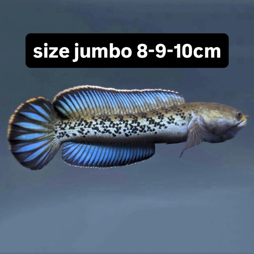 stiker chana stewarti single tank size jumbo full dot super hf