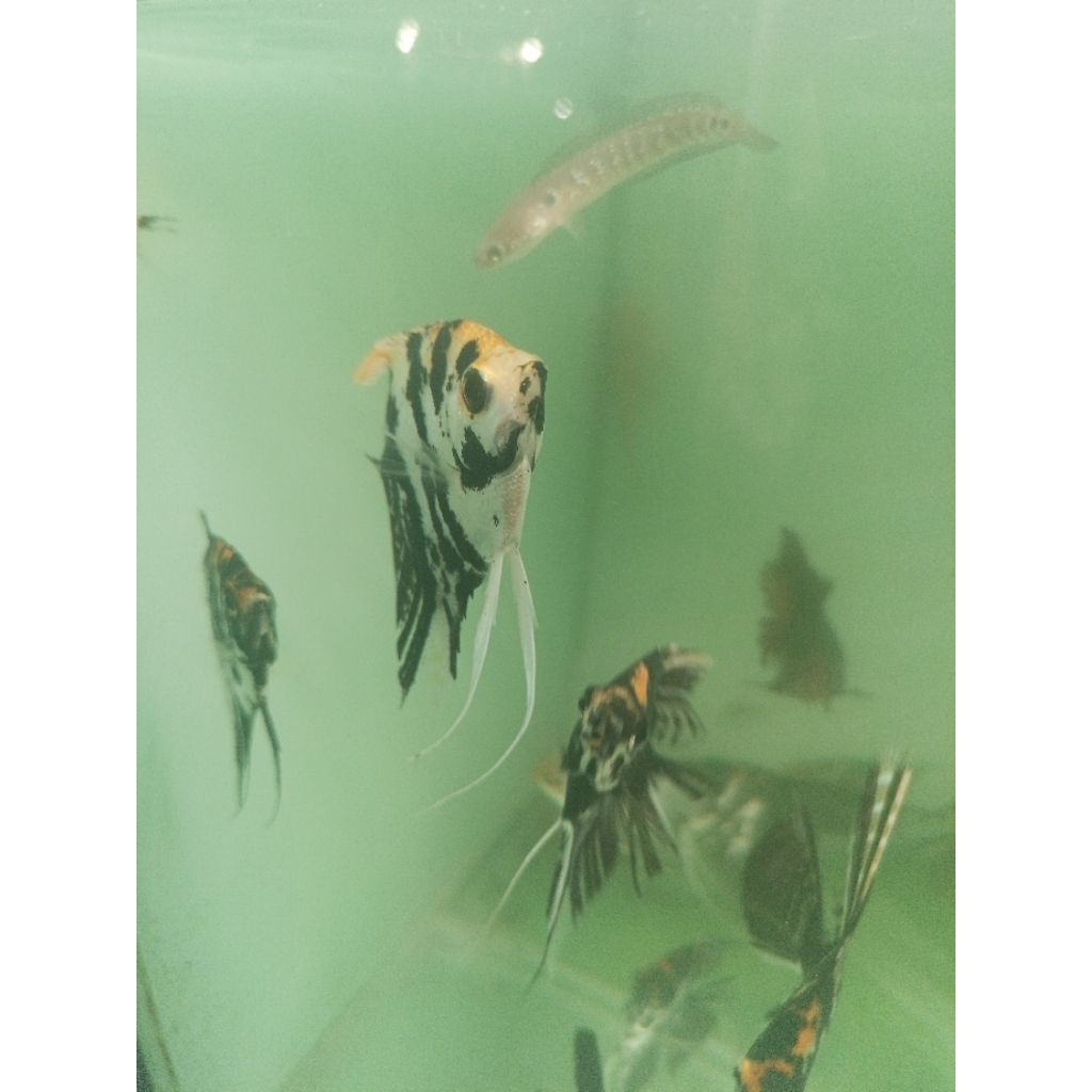 Hiasan aquarium MANFISH RED DEVIL