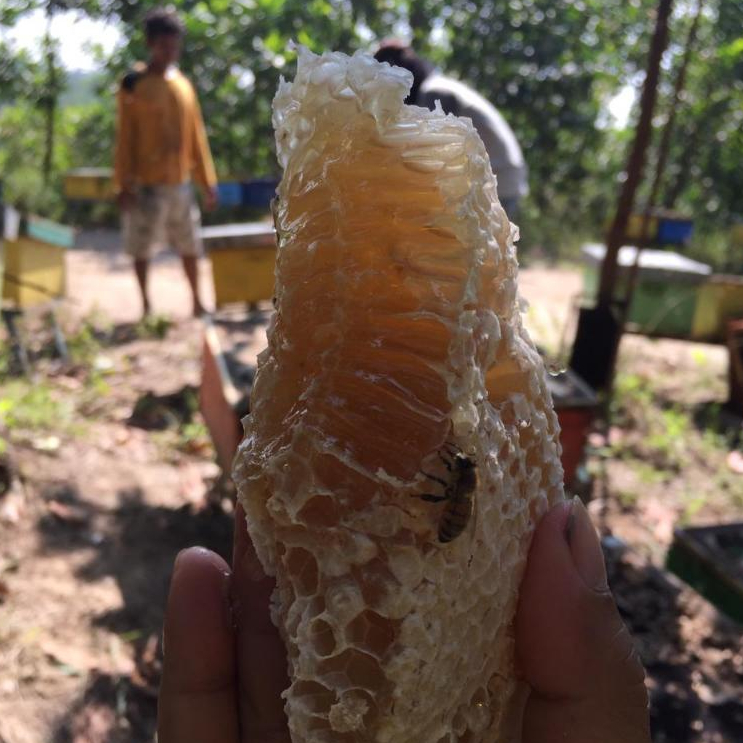 Madu Agmah Sarang Lebah Liar 500gr