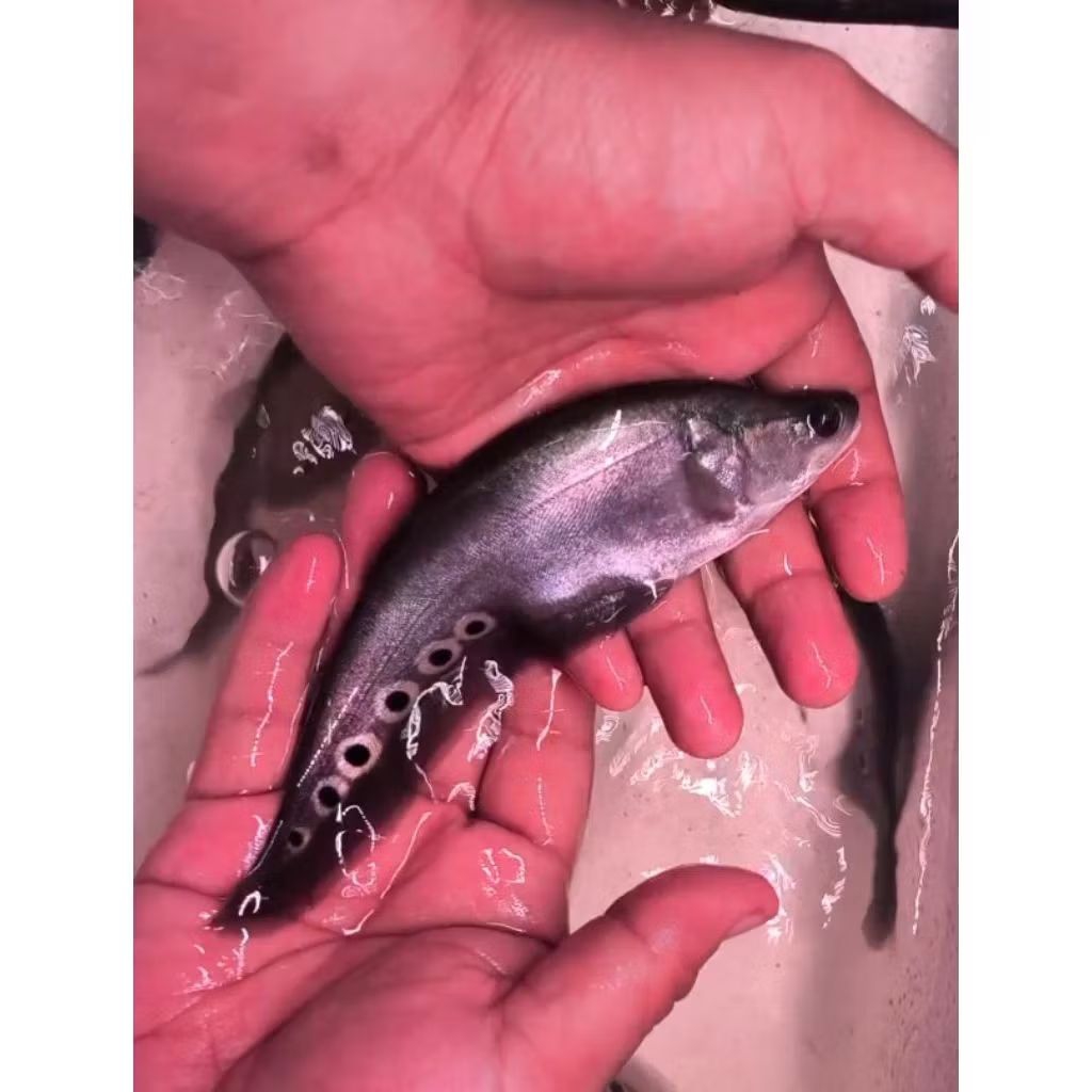 Ikan Hias Belida size 14-16cm