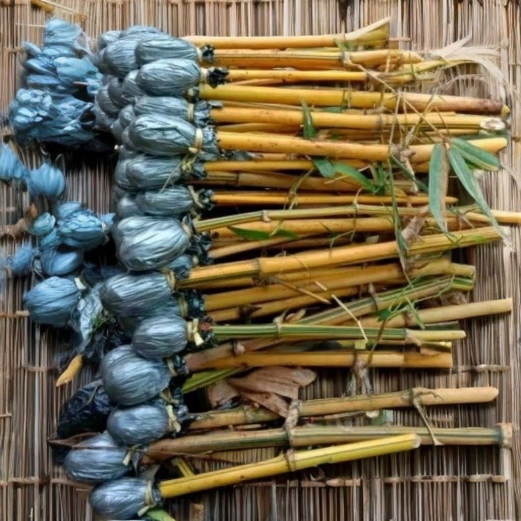 Bibit bambu kuning asli-stek bambu kuning