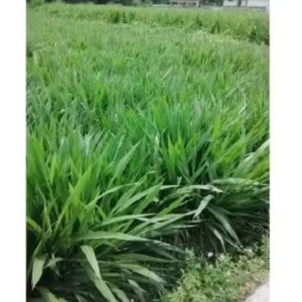 Bibit rumput odot super 1kg odot super pakan ternak