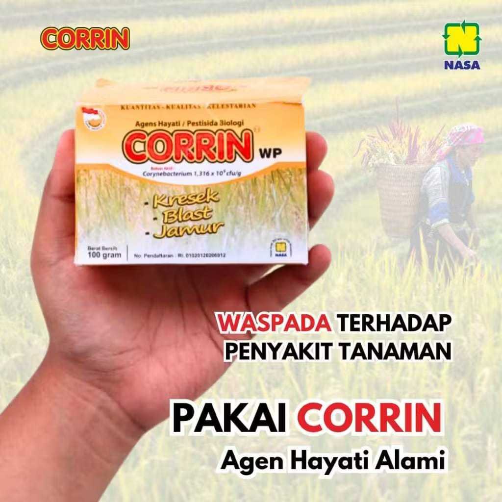 Insektisida Organik Pengendali Hama Penyakit Tanaman Padi Obat Penyakit Blast Padi Obat Hama Padi
