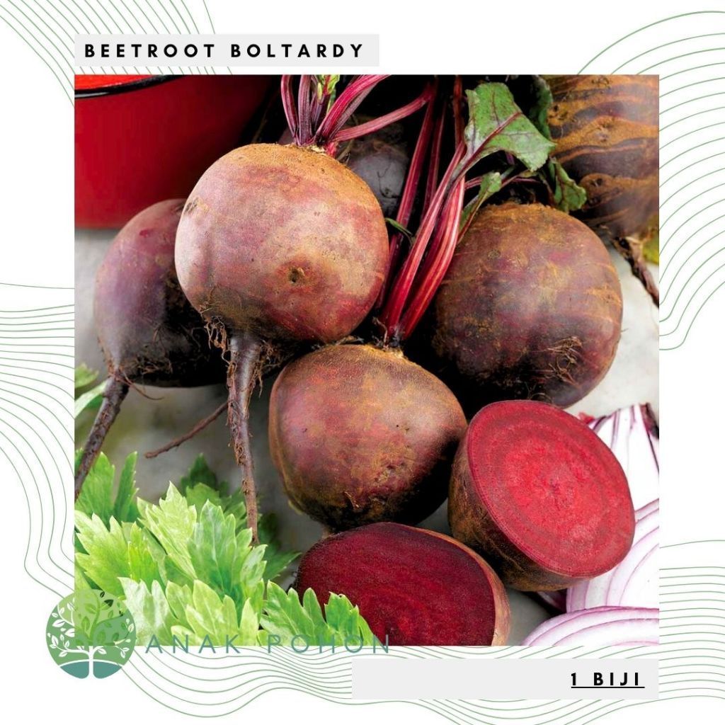 Benih Bibit Biji - Beetroot Boltardy Buah Bit Merah Beet Seeds - IMPORT