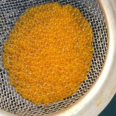 Paket Telur Gurame / Gurame Padang / Larva Gurame 500 butir