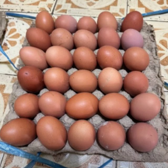 telur ayam 1 rak