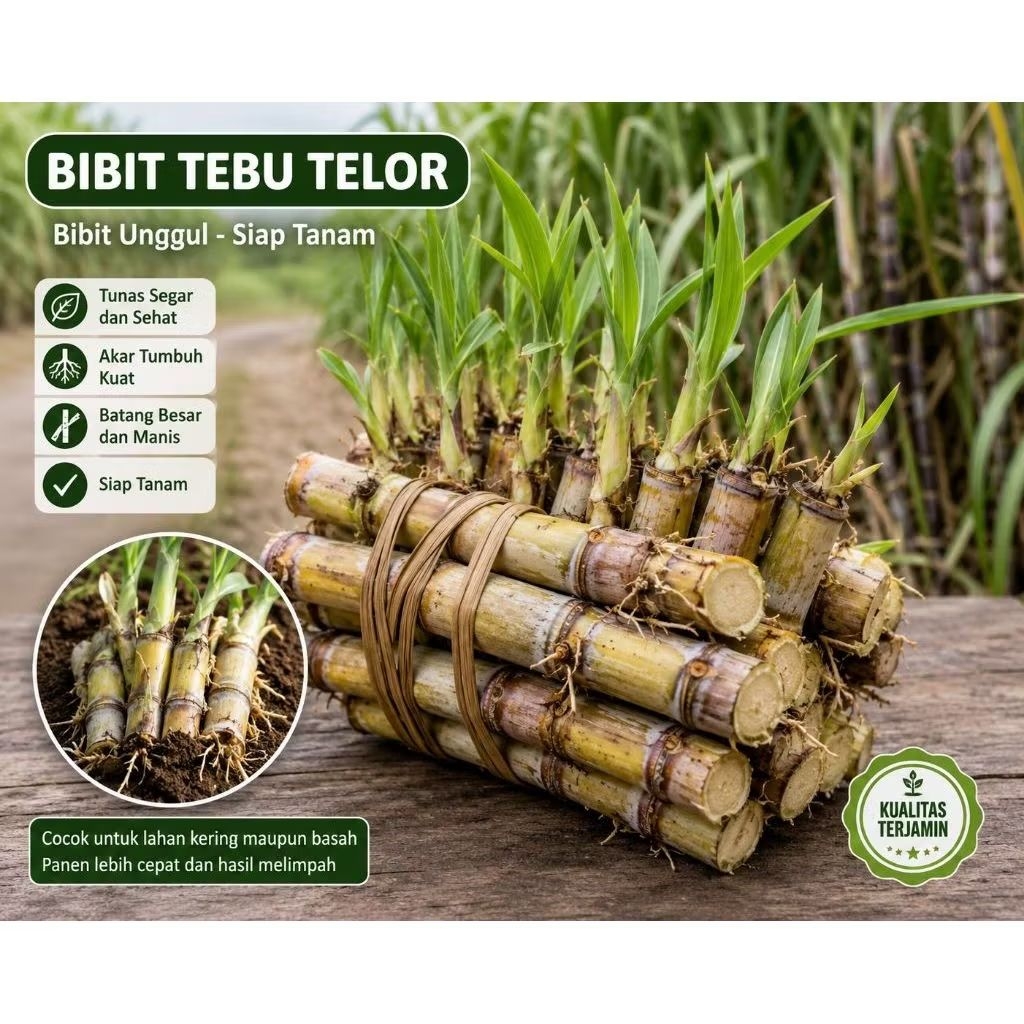 bibit stek terubuk/tebu telor