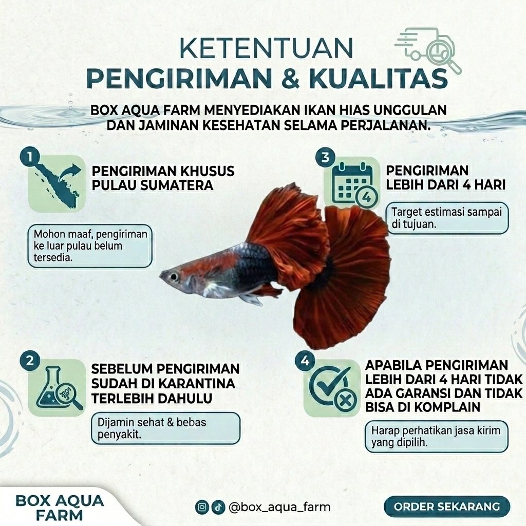 Hiasan Aquarium - Guppy HB Red Cauliflower Rosetail