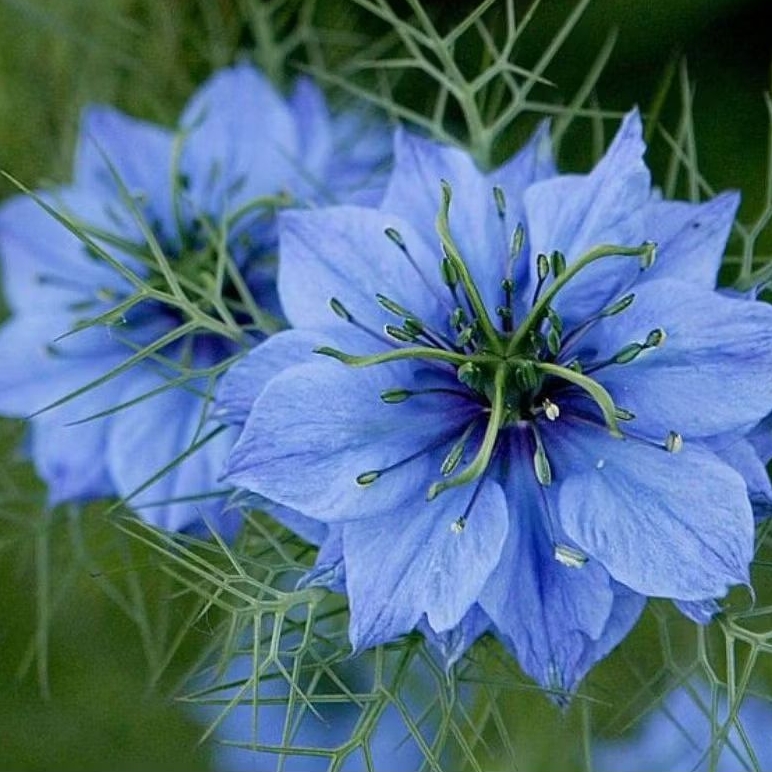 15 Butir Benih Bunga Nigella Benih Bunga Hias Benih Bunga Nigella