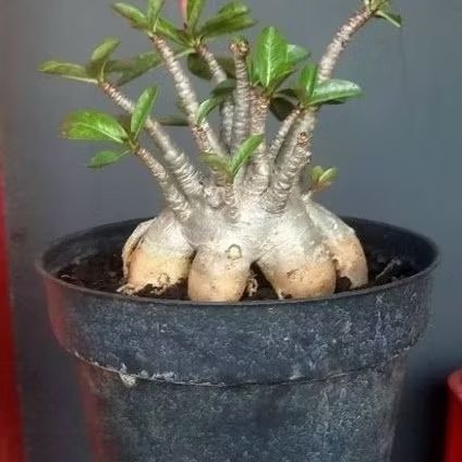 Adenium Bonsai - Kamboja Arabicum - Thaisoco - Godji