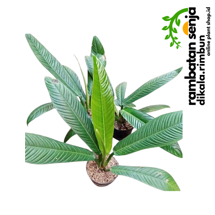 Tanaman hias Philodendron linet (Philodendron lynette atau Philodendron campii 'Lynette')