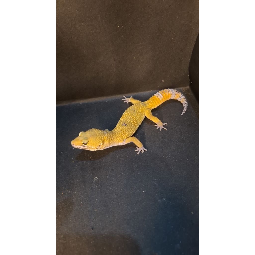 Leopard Gecko Male - Black Night Tangerine Cross ph Tremper - Usia Juve Jantan Sehat Mulus HG082
