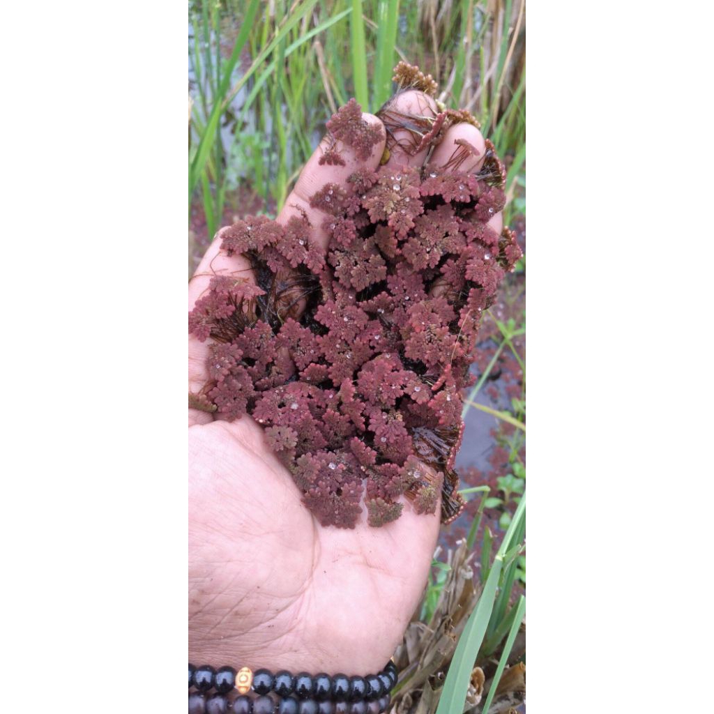 TANAMAN APUNG AZOLLA MERAH