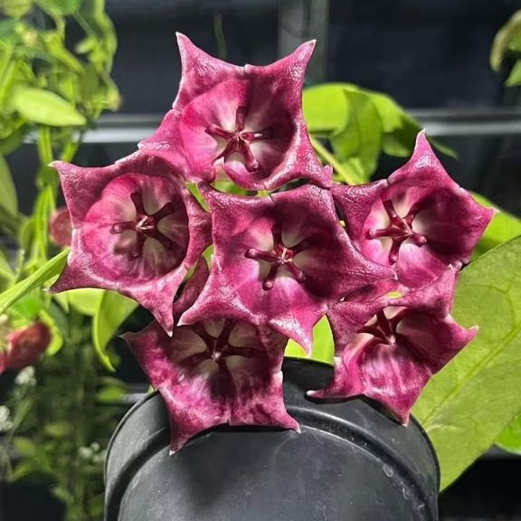Hoya Kaimuki Spesies Papua
