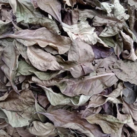 100 Gram Daun Salam Kering / Daun Salam Kering Alami