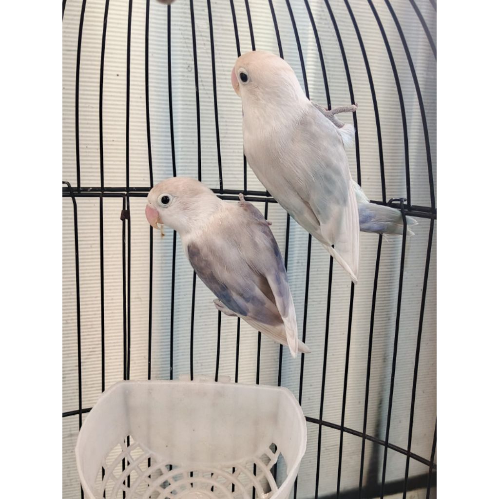 Adeevapoint | Burung Lovebird | Pastel vio | Pastel Biru | Sepasang