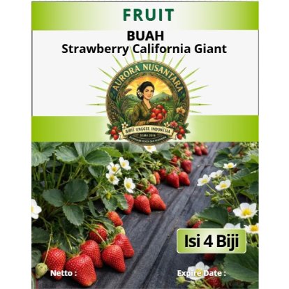 Bibit Unggul Indonesia Strawberry California Giant | Biji Benih Strawberry California Giant|Strawber