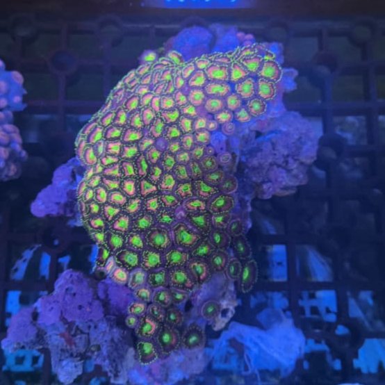 Koral / Coral Zoa Koloni