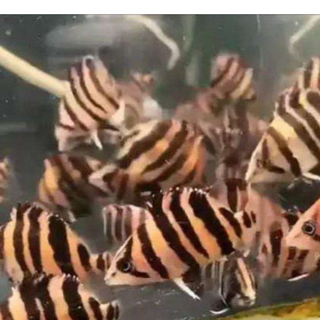 (Seafood) Datz Borneo Tiger Fish Ringau Simet baby Sehat Rare Hiasan Aquarium