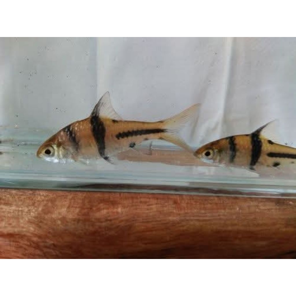 Spanner Barb (rare)