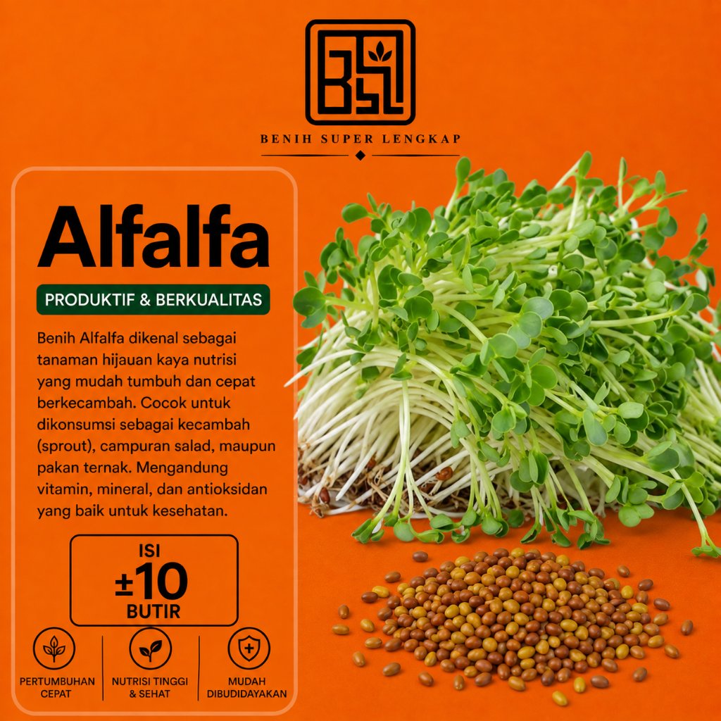 ( 10 Butir ) Benih Biji Alfalfa | Alfalfa Sprout | Lucerne | Medicago Sativa | UKI BIBIT