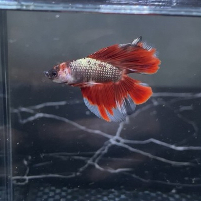 HMDT nemo copper