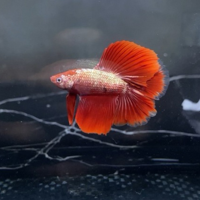 HMDT red copper