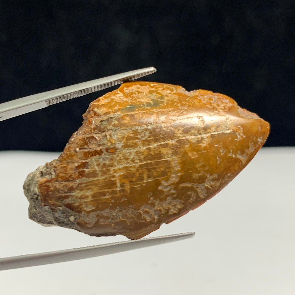 Gigi Hiu fosil batu - Fosil Gigi Hiu - Shark Tooth
