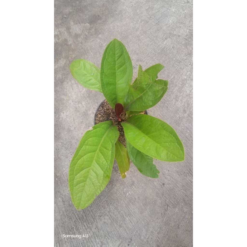 Jemani Golden/Anthurium Jenmani Golden (Size Dewasa) (1)