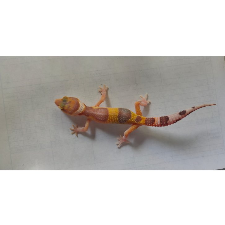 Mainan Leopard Gecko Tremper poss.Tangerine  (WT4MWT3F2)