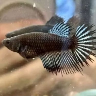 Ikan Cupang Crowtail Serit Black orcit Betina Asesoris Hiasan Akuarium