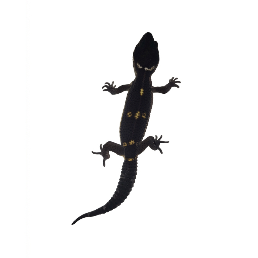 Custom Mainan Leopard Gecko Black Night (BN) het Tremper