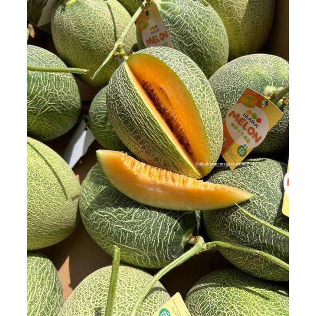 Melon Ibana Melon buah melon hijau daging orange