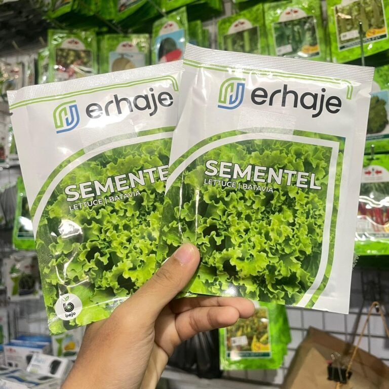 TERLARIS  Benih Bejo Bibit Selada SEMENTEL 1000 Pills