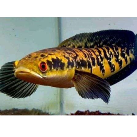 Channa Maru YS predator ( size 10 cm )