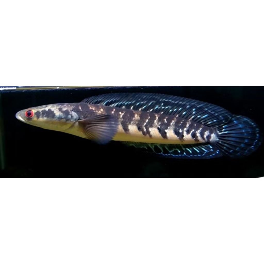 Channa maru ys Wc UK 18-25cm (free pakan full pelet bar rapih mangap dan aktif lincah rim juga tebal