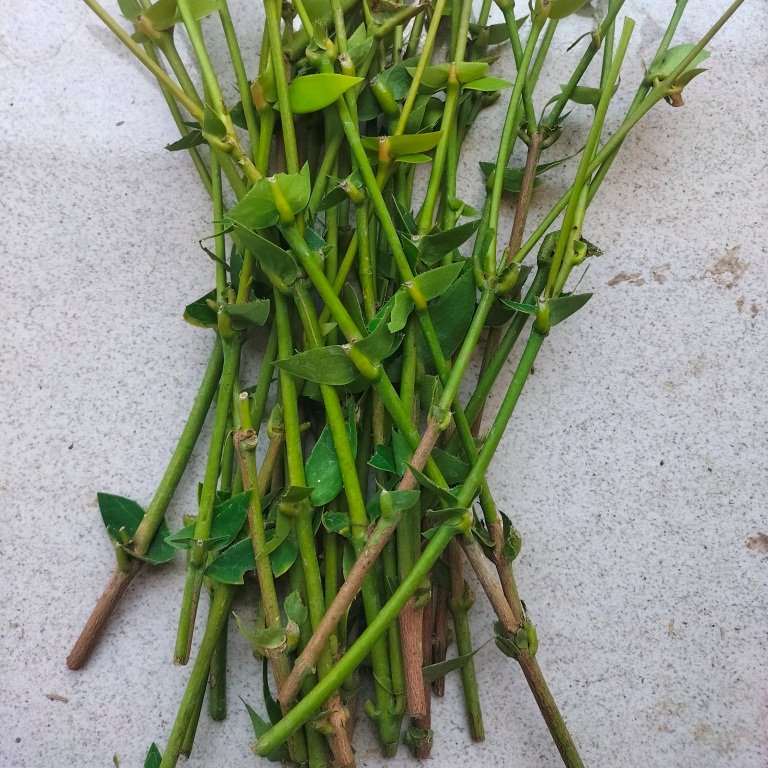 entres jambu air citra