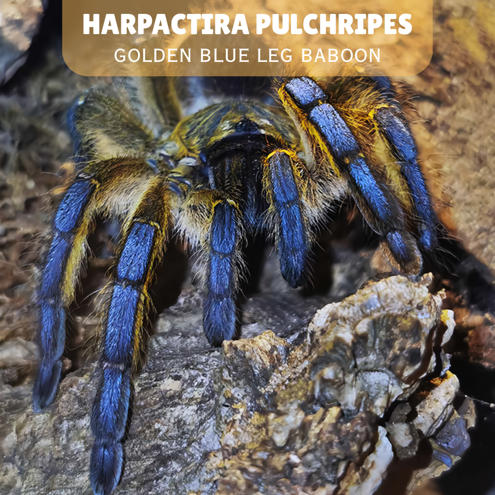 HIASAN SLING TARANTULA Harpactira Pulchripes | Golden Blue Leg Baboon