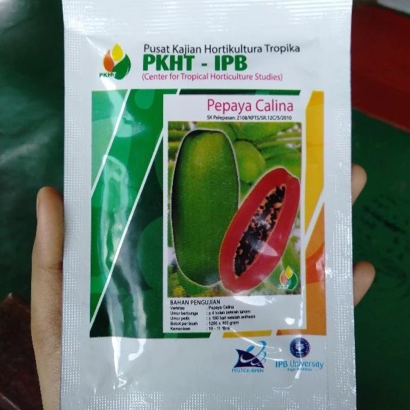 BENIH PEPAYA CALINA CALIFORNIA IPB PKHT IPB original